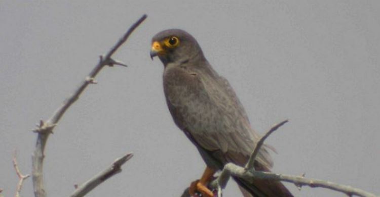 Sooty Falcon (Falco concolor) © Nick P. Williams