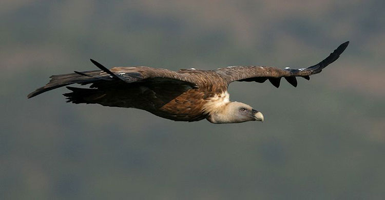 Griffon Vulture (Gyps fulvus) © Michele Mendi