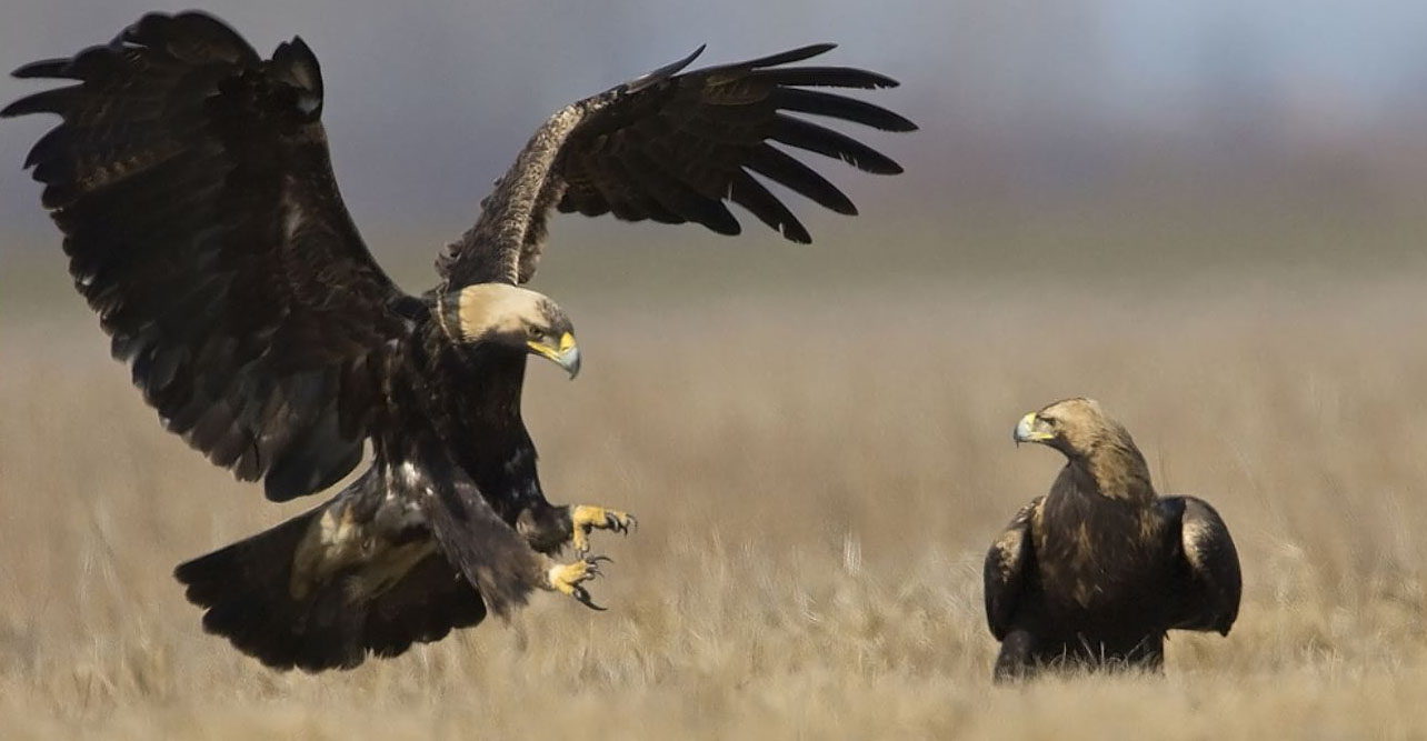 Half of raptors breeding in North Africa are threatened with extinction –  IUCN report