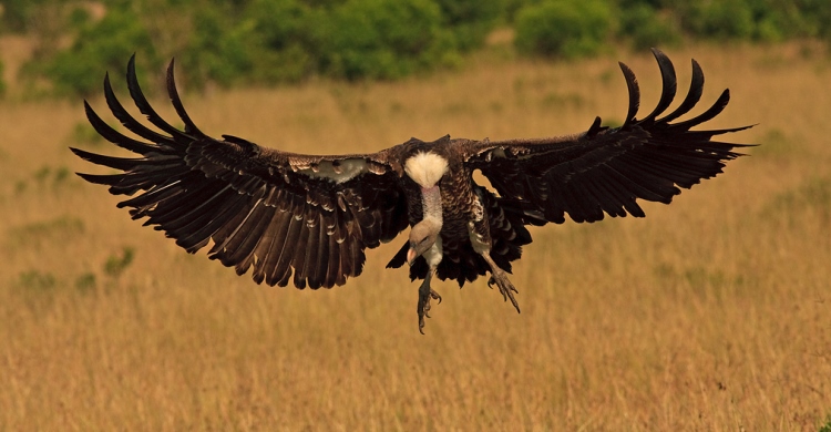 Rüppell’s Vulture © Andre Botha