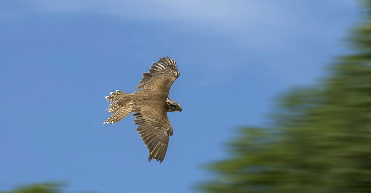 Saker Falcon © Image Broker Robert Harding 
