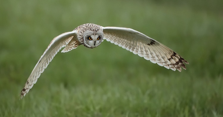 Short-eared Owl. © Michele Mendi