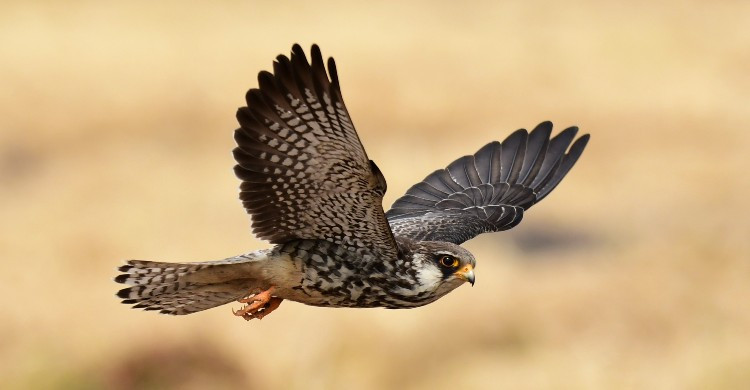 Falcon, Bird of Prey, Hunting & Migration