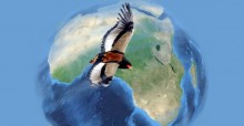 ©  African Raptor Data Bank