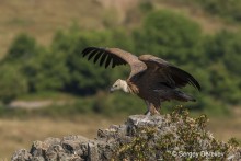 Griffon Vulture, Bulgaria  © Sergey Dereliev (UNEP/ AEWA) www.dereliev-photography.com