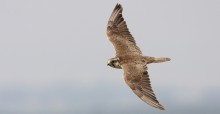 Faucon sacre (Falco cherrug) © Andras Kovacs