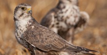 Faucon sacre (Falco cherrug)  © Gabor Papp www.raptorimages.hu