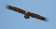 Cinereous Vulture (Aegypius monachus) © Gabor Papp, www.raptorimages.hu