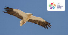Egyptian Vulture (Neophron percnopterus) © Mike Barth