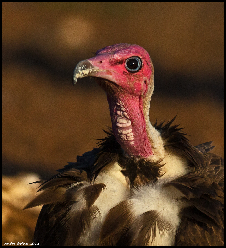 Hooded Vulture © Andre Botha