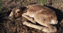 Saiga Calf © Aline Kühl-Stenzel