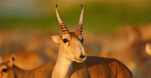 Saiga Antelope © P. Romanow