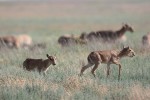 Saiga Antelope in the Stepnoi Reserve -  E. Polonskiy 