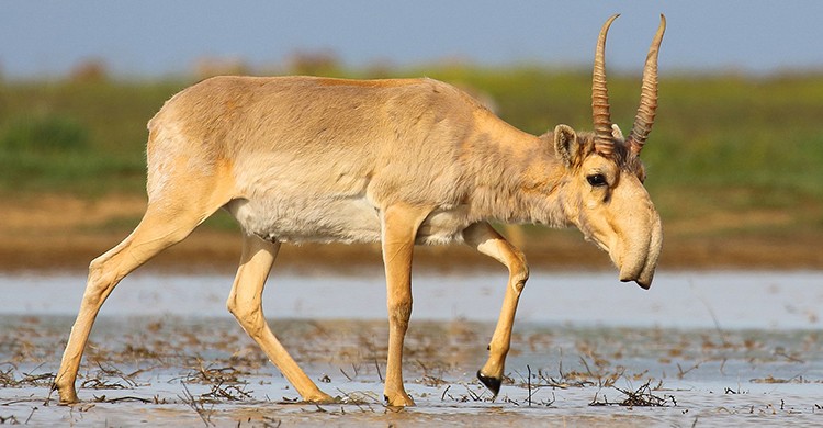 Image result for saiga antelope