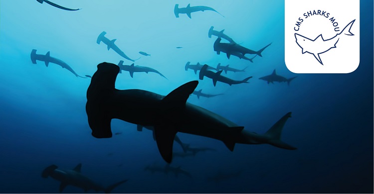 Hammerhead Sharks © Rob Stewart