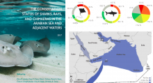 IUCN Red List assessment for Sharks, Rays, and Chimaeras of the Arabian Sea and adjacent Waters