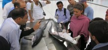 Shark identification training for workshop participants at the fish market provided by Dr. Rima Jabado