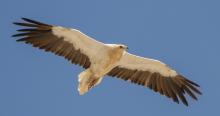 Egyptian Vulture © Mike Barth