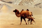 Wild Camel - © John Hare