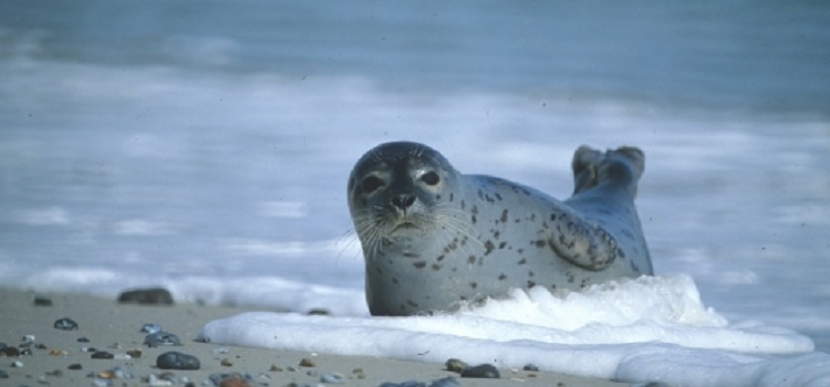 Harbor Seal © Klaus Janke