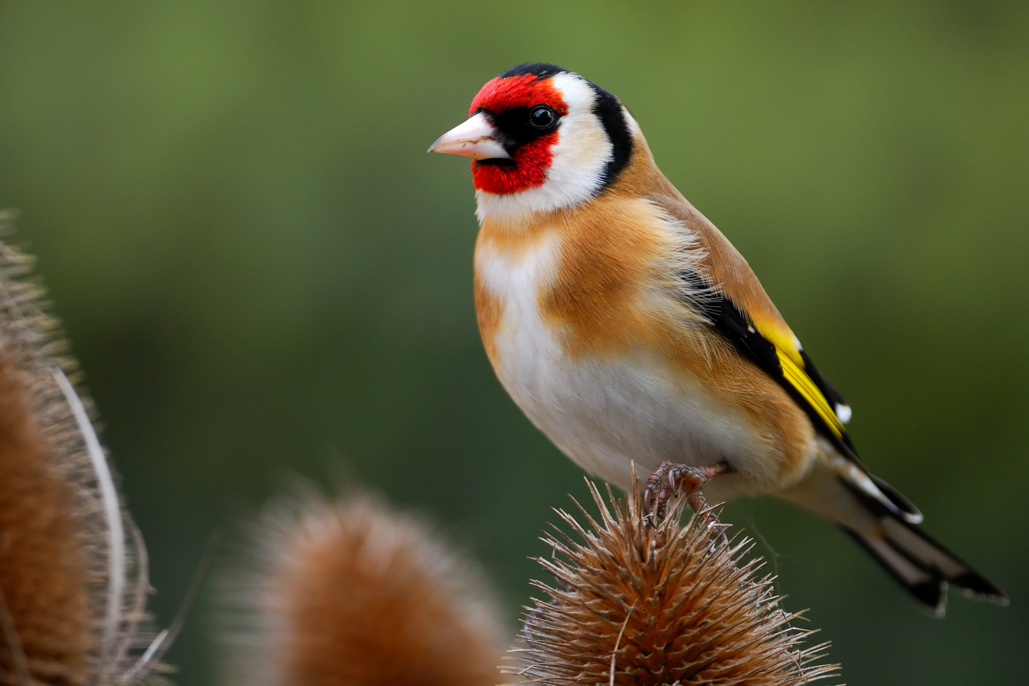 Goldfinch © Adobe Stock Images