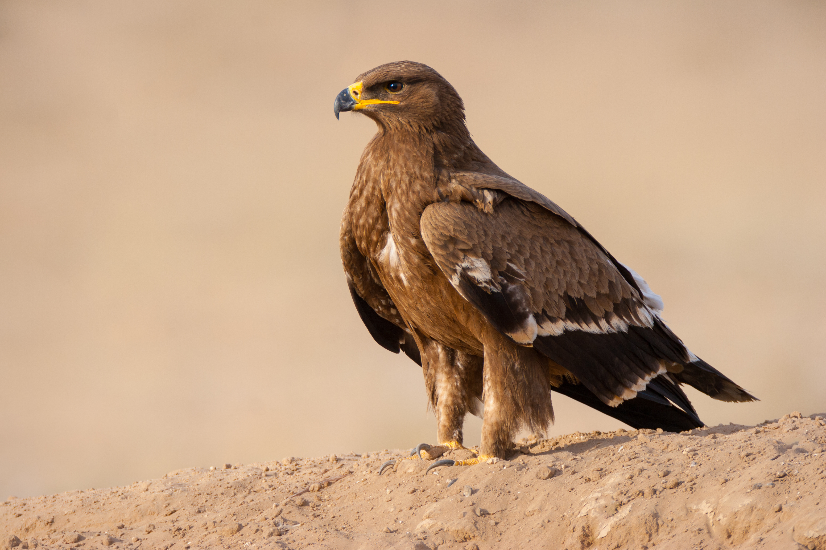 Steppe Eagle © Adobe Stock Images 