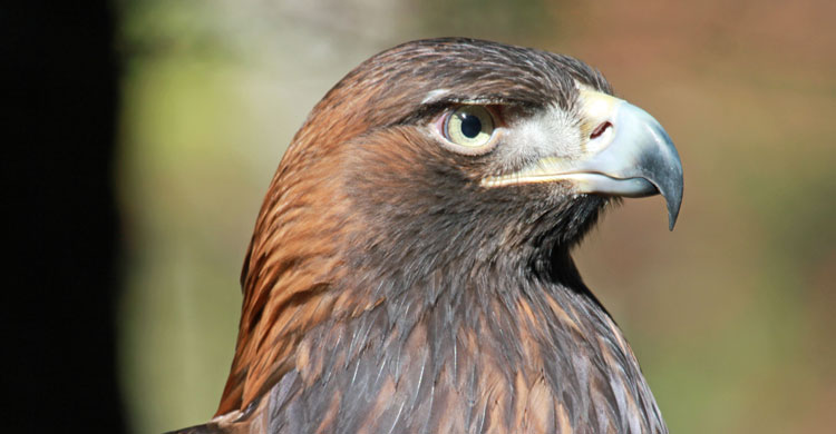 Golden Eagle By DickDaniels (http://carolinabirds.org/) (Own work) [CC BY-SA 3.0 (http://creativecommons.org/licenses/by-sa/3.0) or GFDL (http://www.gnu.org/copyleft/fdl.html)], via Wikimedia Commons