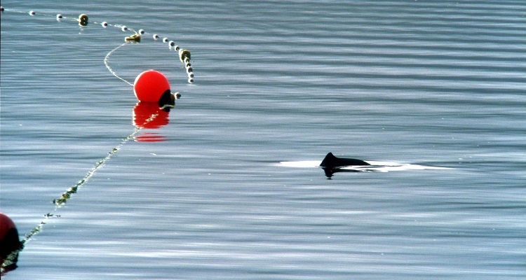 Harbour porpoise near fishing net © Boris Culik, F3