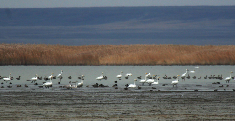 Siberian Cranes