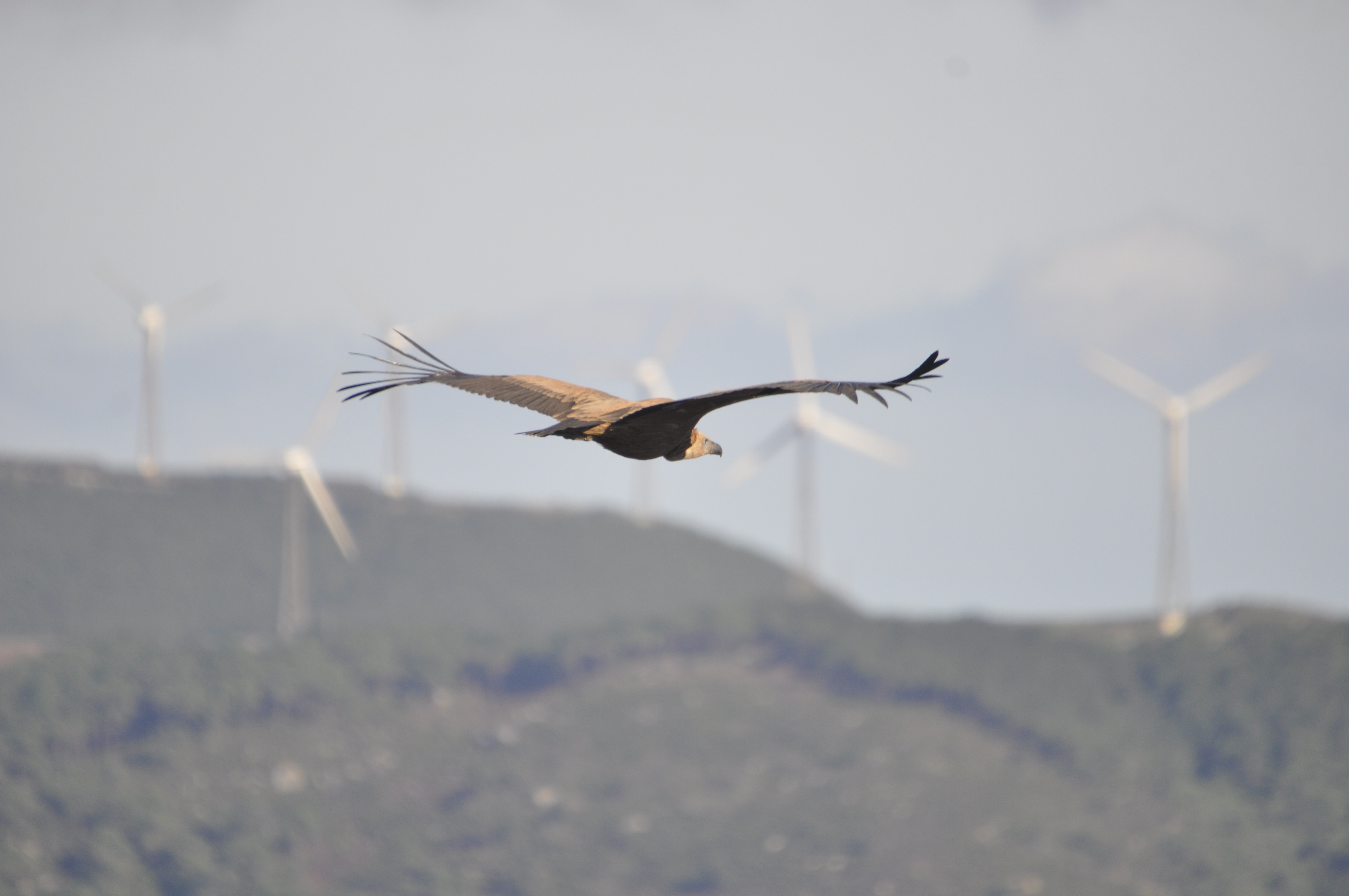 Raptor with windmills in background