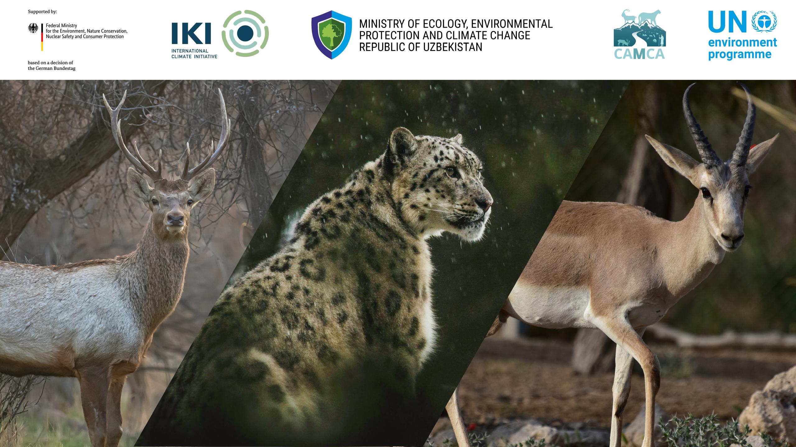 Three of CAMI species in Uzbekistan