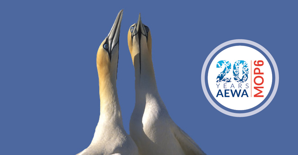 Cape Gannets (Morus Capensis) © Sylvain Cordier