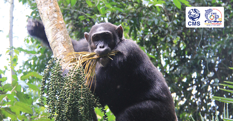 Chimpanzee © Clara Nobbe