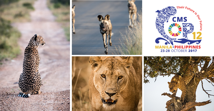 Cheetah © John Birch; Wild Dogs © John Birch; African Lion © Jacques-Andre Dupont; Leopard © Nick Dale 