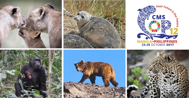 African Lion © John Birch; Caspian Seal © Mirgaliy Baimukanov, ihe.kz, kaspika.org; Chimpanzee © Clara Nobbe; Gobi Bear © Jenny E. Ross; Leopard © John Birch