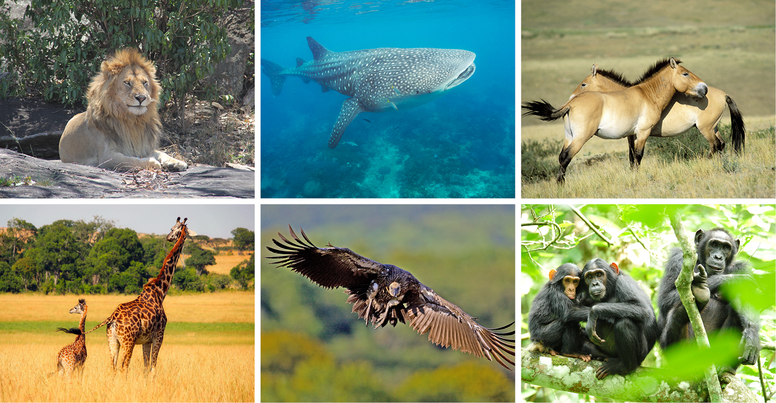 African Lion © Clara Nobbe, Whale shark © gonzaloaraujo.com/LAMAVE,  Przewalski's horses © Image Broker Robert Harding, Giraffes © pixabay.com, African White-backed vulture © Andre Botha, Chimpanzee © USAID Africa Bureau (Chimpanzees in Uganda  Uploaded by Elitre) [Public domain], via Wikimedia Commons