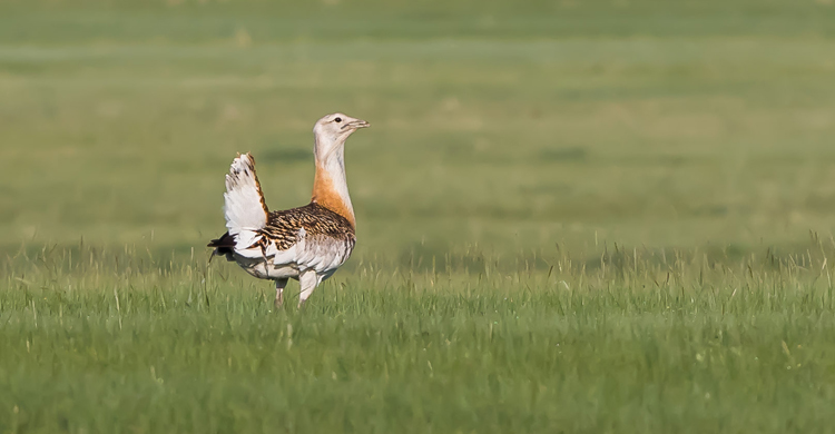 A male Asian Great Bustard in Mongolian grassland - © L. Jargalsaikhan