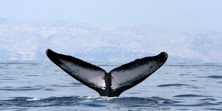 Arabian Humpback Whale 
