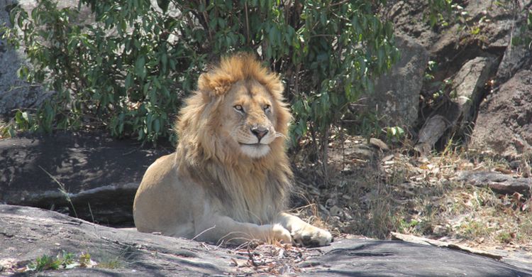 African lion © Clara Nobbe