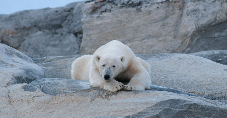Polar Bear (Ursus maritimus) © Peter Prokosch
