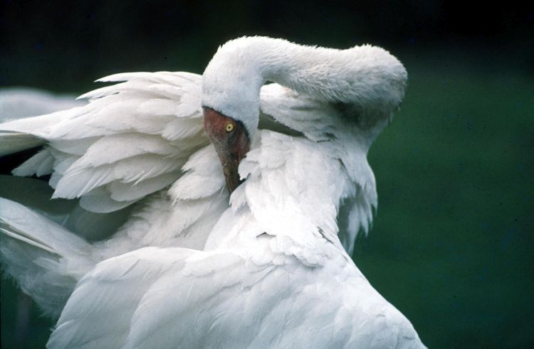 Siberian Crane (Grus leucogeranus) © ICF