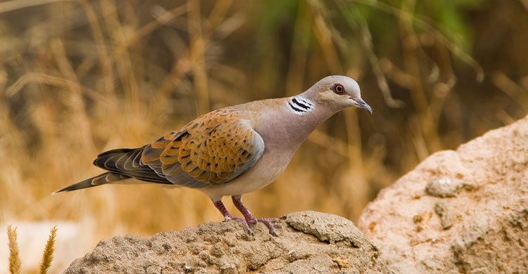 European Turtle Dove (Streptopelia turtur) © Sergey Dereliev, www.dereliev-photography.com 
