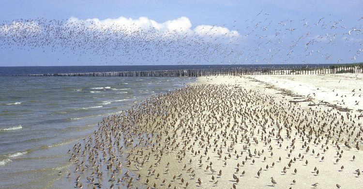 Wadden Sea © Jan van der Kam