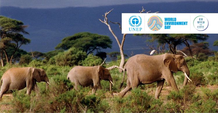World Environment Day 2016