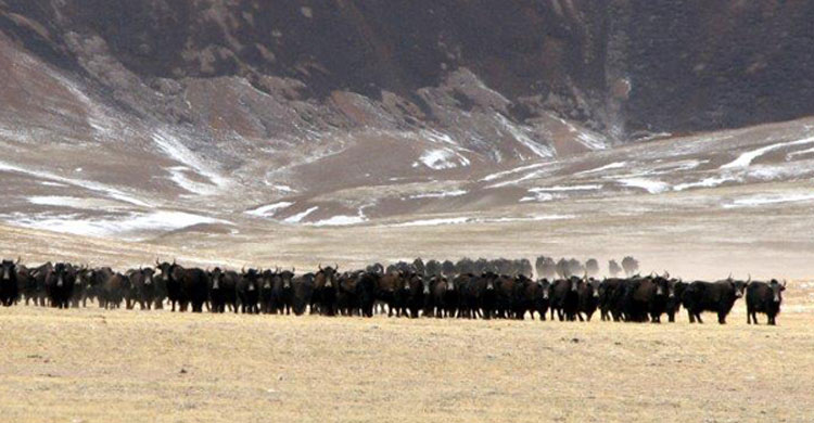 Wild Yaks © Tsiwan Luobu of Shuanghu Forestry Bureau