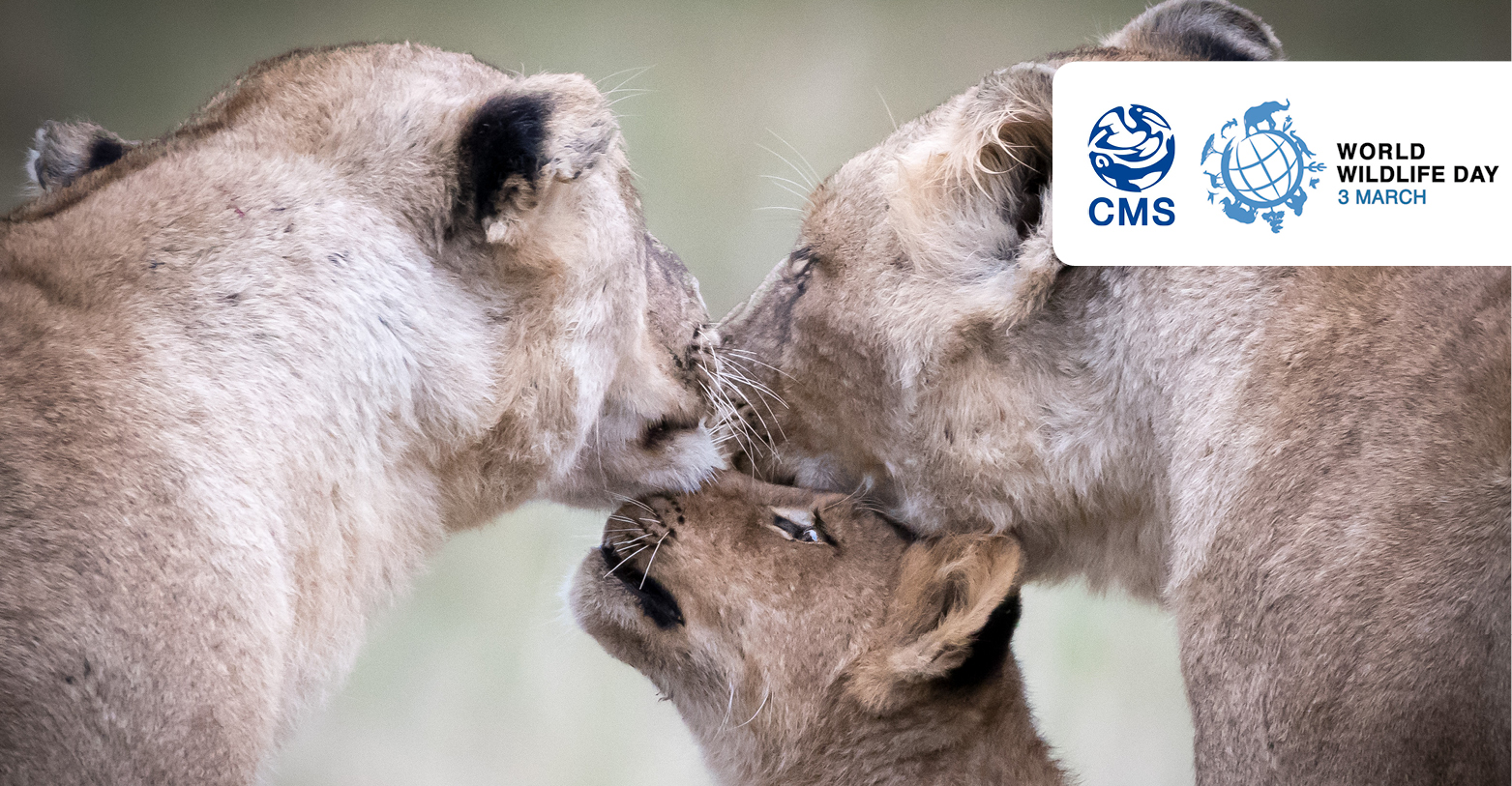 African Lions (Panthera leo)  © John Birch