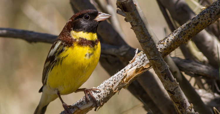 Yellow breasted Bunting © Otgonbayar Baatargal 