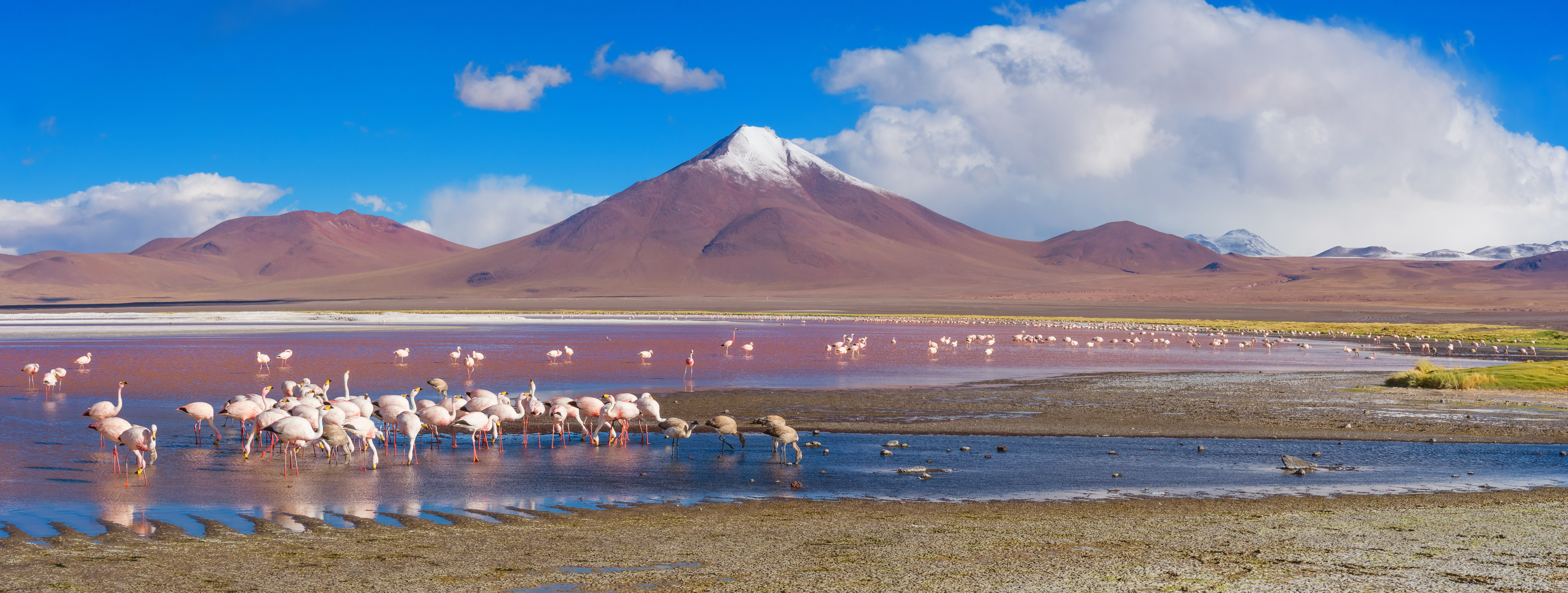 Andean Flamingos © Adobe Stock Images 