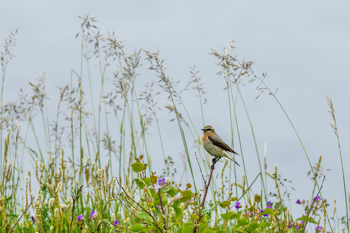 Northern Wheatear © Adobe Stock Images