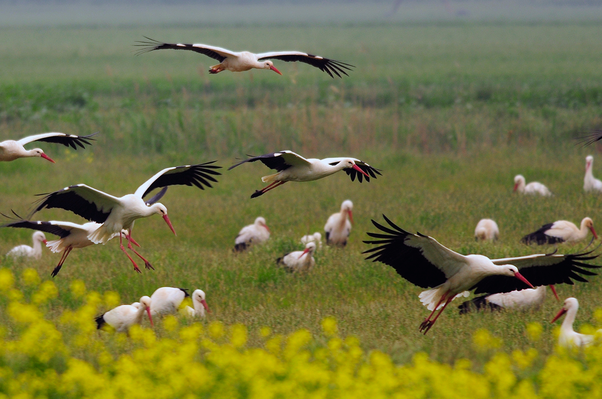 Flock of storks © Adobe Stock Images 